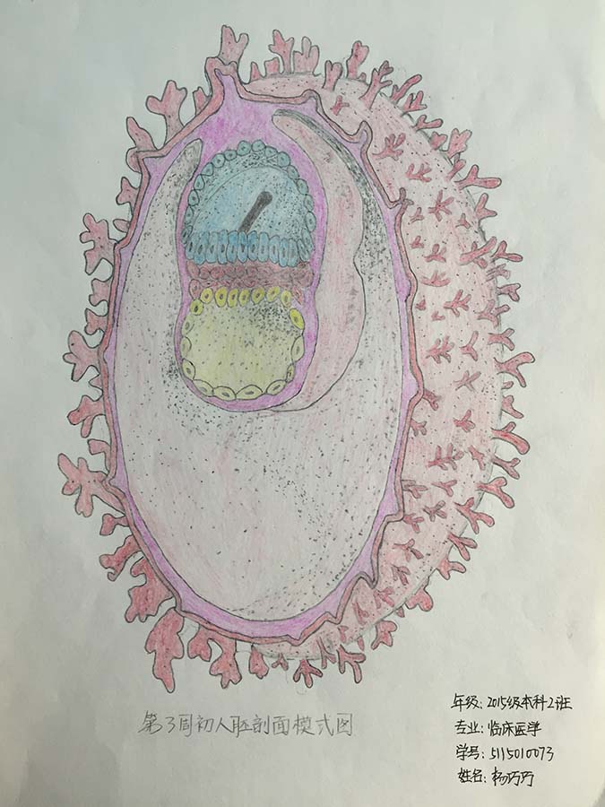 基础医学院举办首届人体解剖及组织胚胎学绘图比赛